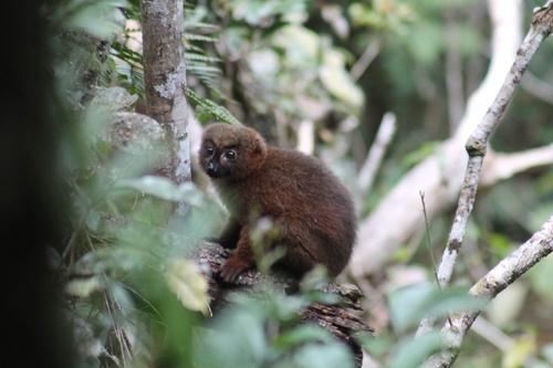 Red-bellied Lemur