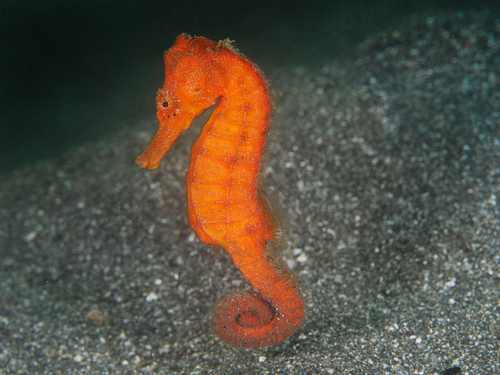 Common Seahorse - Photo (c) seahorses_of_the_world, all rights reserved, uploaded by seahorses_of_the_world