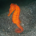 Hippocampus kuda - Photo (c) seahorses_of_the_world, todos os direitos reservados, uploaded by seahorses_of_the_world