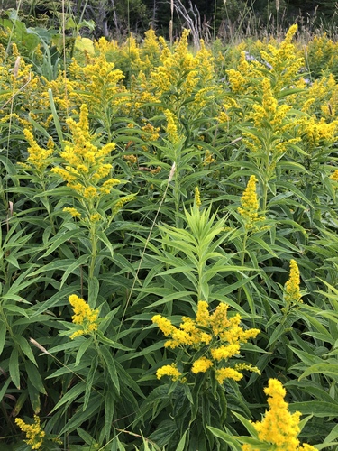 Solidago X bartramiana