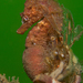 Observation photo