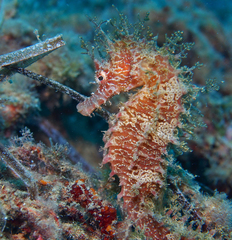 Long-snouted seahorse
