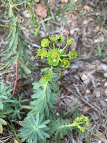 Euphorbia nicaeensis ssp. nicaeensis
