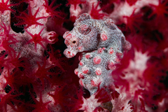 Hippocampus bargibanti