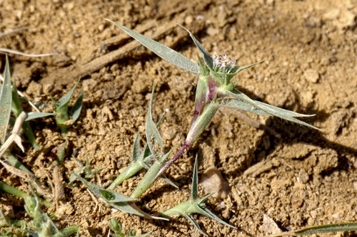 Sporobolus aculeatus (L.) P.M.Peterson