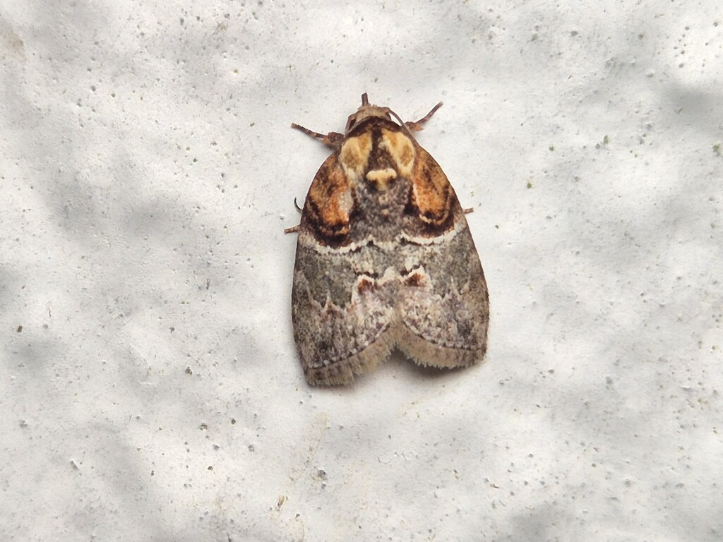 Garella vernoides from Bukit Fraser, 49000 Bukit Fraser, Pahang ...
