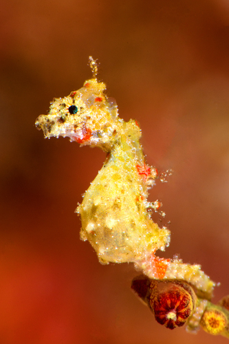 Satomi's Pygmy Seahorse — seen at this dive site