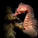 Observation photo