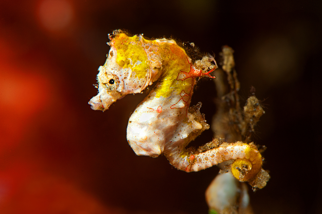 Pontoh's pygmy seahorse
