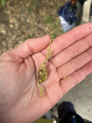 iNaturalist observation photo of Sausage Flower Gall Wasp