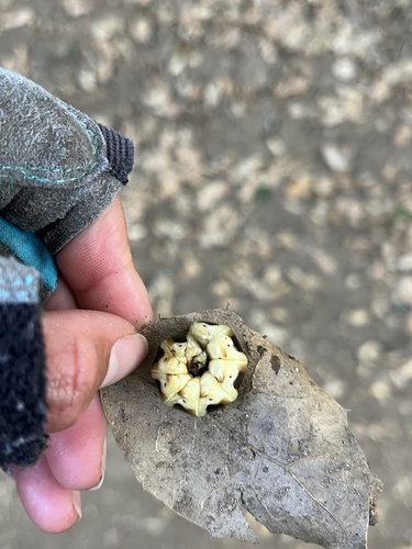 iNaturalist observation photo of Western Banded Glowworm