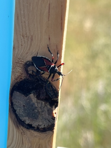 iNaturalist observation photo of California Bee Assassin