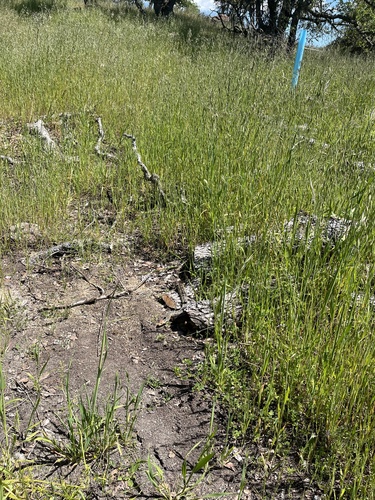 iNaturalist observation photo of Gopher Snake