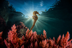 Long-snouted Seahorse