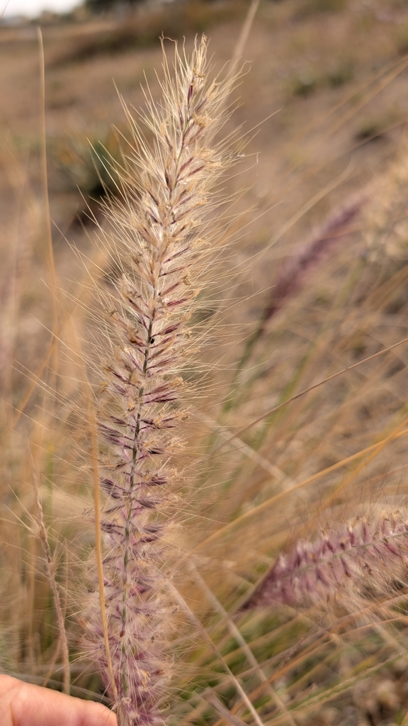 Cenchrus orientalis 'Pink'