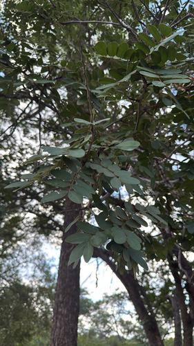 African teak