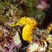 Observation photo