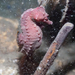 Observation photo