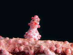 Pygmy Seahorse
