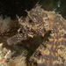 Observation photo