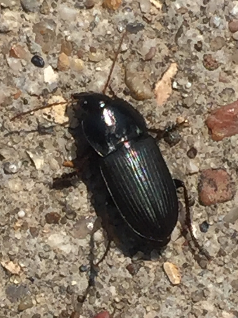 Anisodactylus from Arcadia Trail Park, Fort Worth, TX, US on August 29 ...