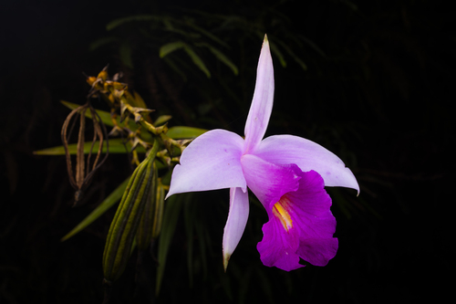 Bamboo Orchid