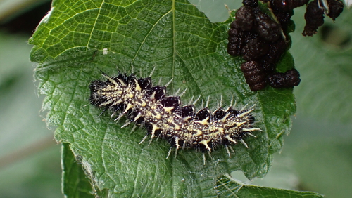 Indian Red Admiral
