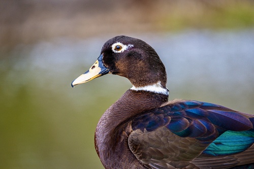 Mallard × Muscovy Duck (Hybrid Anas platyrhynchos × Cairina