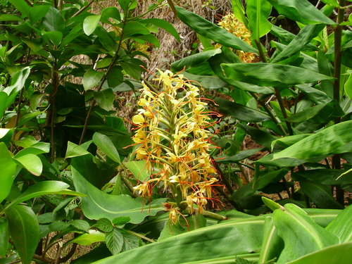 Kahili ginger