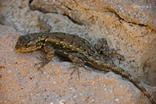 Sceloporus grammicus Wiegmann, 1828