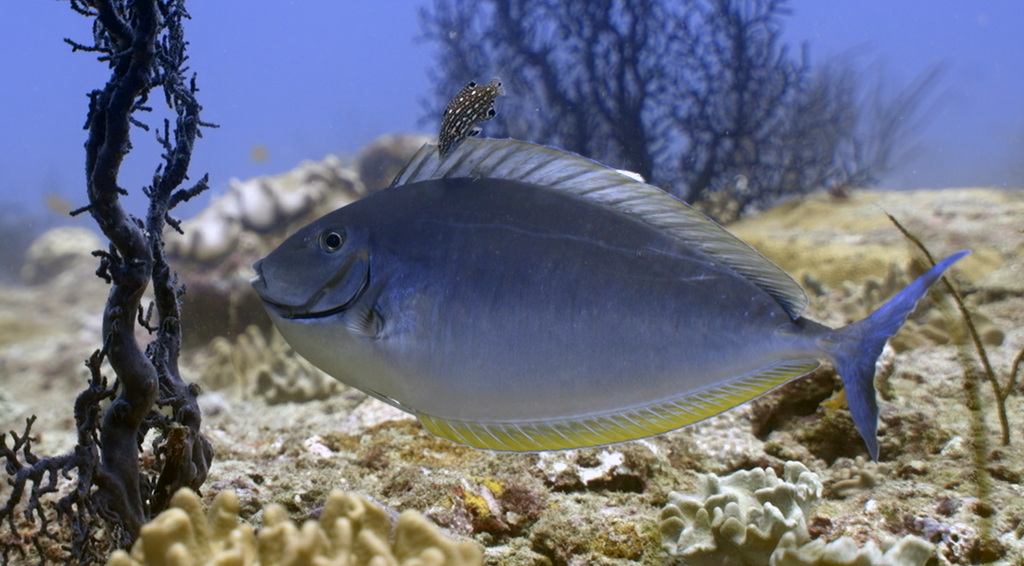 Black unicornfish
