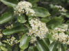 Photinia benthamiana - Photo (c) Alexey Reshchikov, all rights reserved, uploaded by Alexey Reshchikov