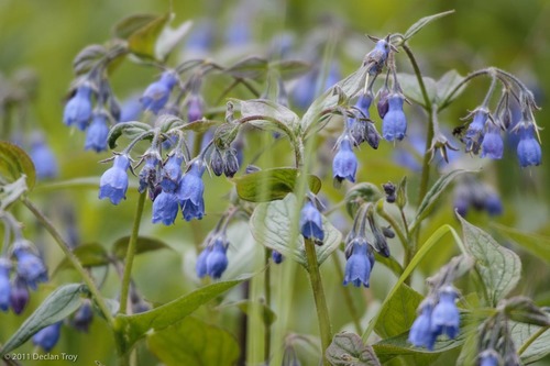 Tall Bluebell