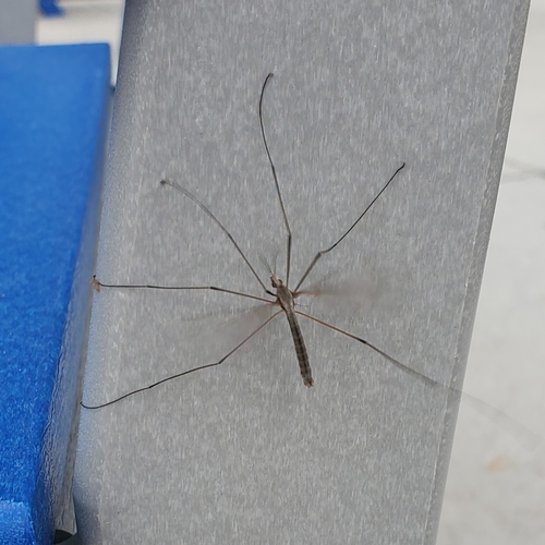 Unknown species found near Boise State University District, Boise, ID, USA