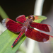Neurothemis ramburii - Photo (c) Slim, todos los derechos reservados, subido por Slim