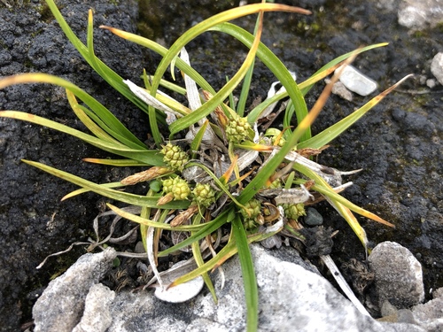 Carex saxilittoralis