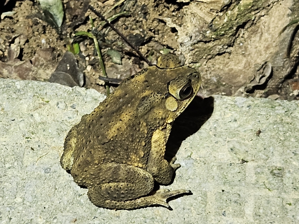 아시아검은안경두꺼비 from Sai Kung, Hong Kong on 2025년... by TC · iNaturalist 아시아검은안경두꺼비 (Duttaphrynus melanostictus)