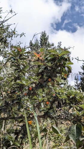 Berberis carinata