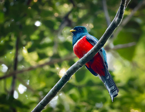 Trogon collaris castaneus