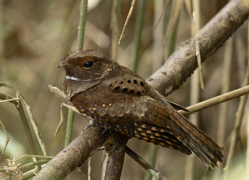 Ocellated Poorwill