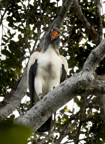 King Vulture