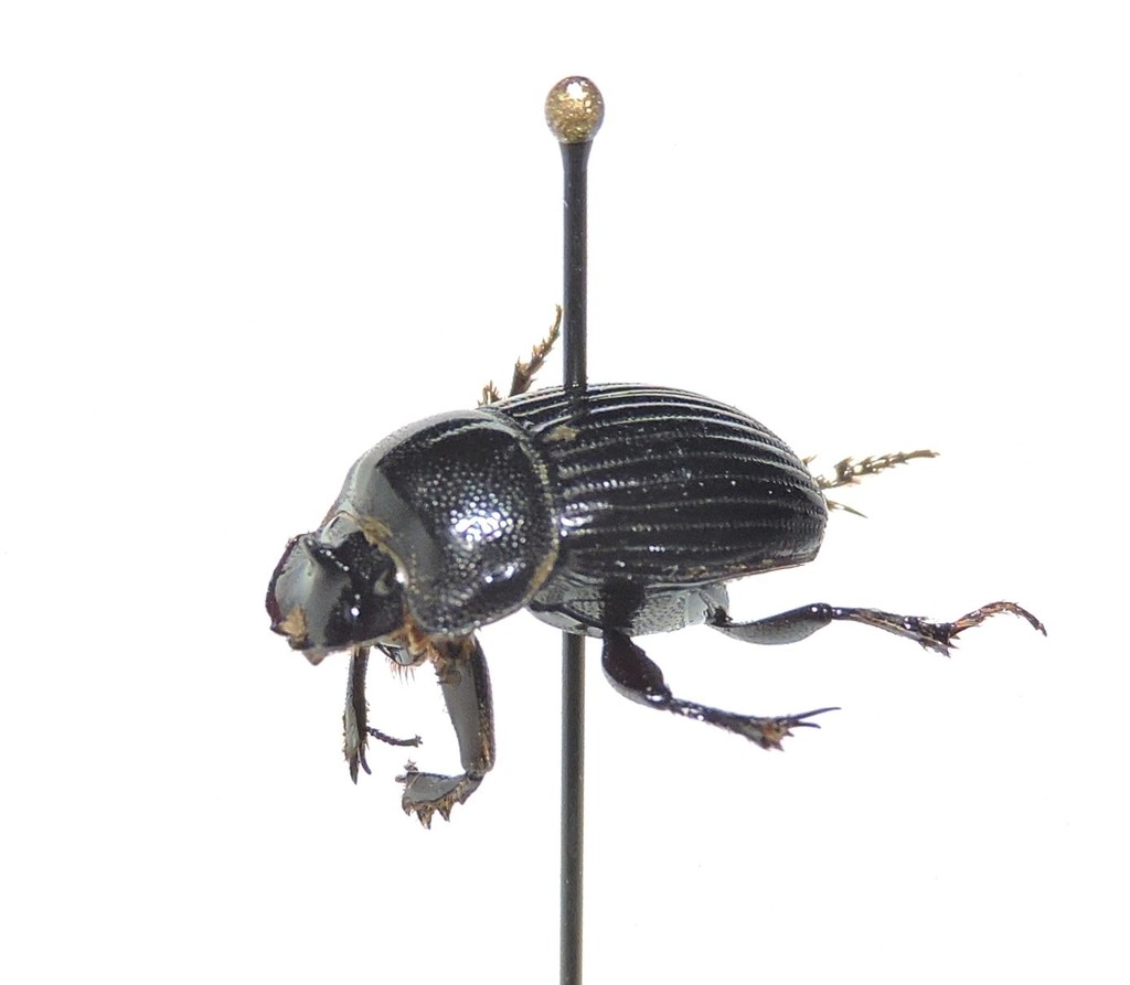 Small Black Dung Beetle (Copris minutus)  iNaturalist