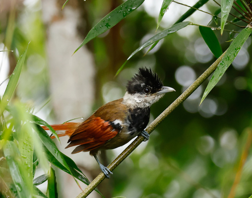 White-bearded Antshrike