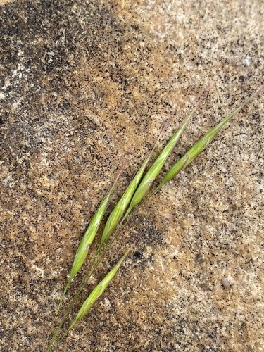 Japanese brome