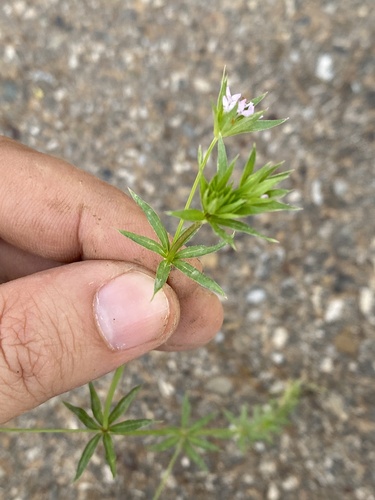 Field madder