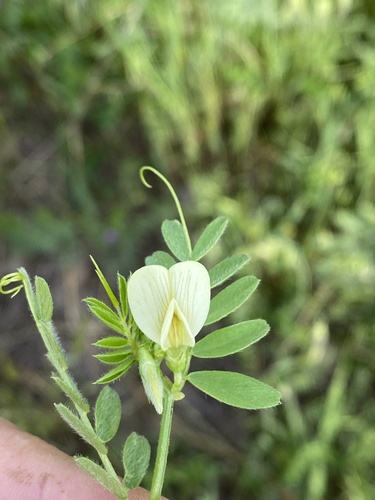 Hairy Yellow-vetch