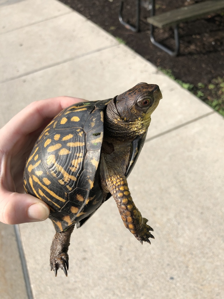 Common Box Turtle in July 2019 by Ali Wright · iNaturalist