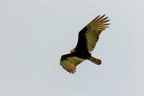 Lesser Yellow-headed Vulture