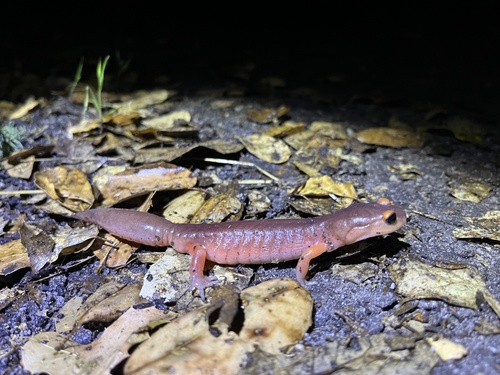 iNaturalist observation photo of Monterey Ensatina