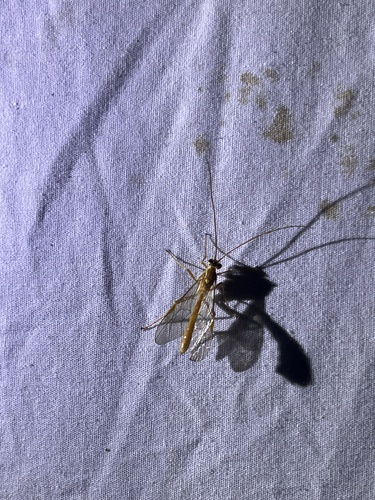 iNaturalist observation photo of Short-tailed Ichneumonid Wasps